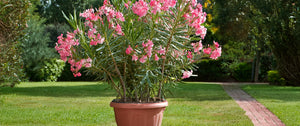 Arbuste en pot