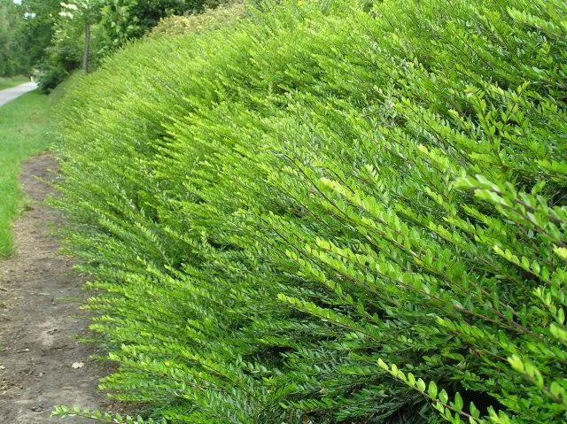 Plantes de Talus