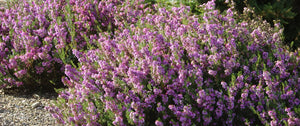 Arbustes couvre-sol/Talus