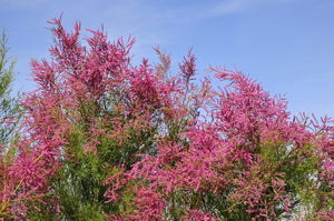 Arbres en tige