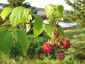 Plantes grimpantes à fruits