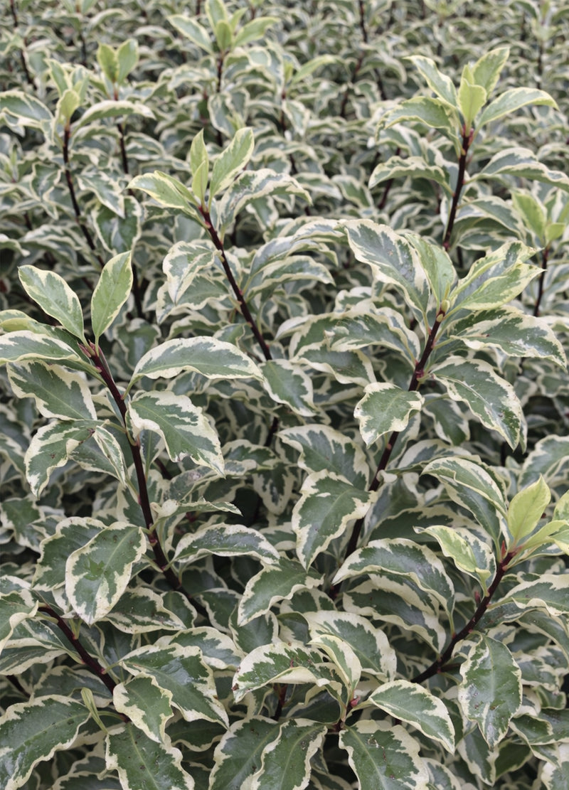 Pittospore à petites feuilles panachées (Pittosporum Tenuifolium Variegatum)