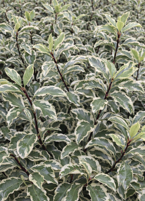 Pittospore à petites feuilles panachées (Pittosporum Tenuifolium Variegatum)