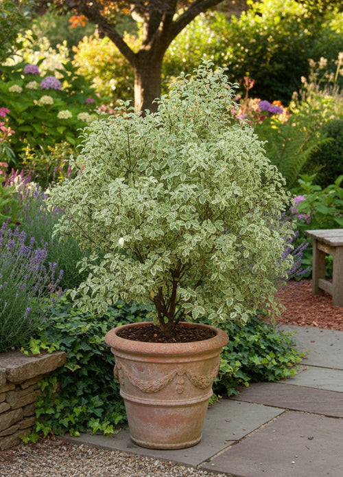Pittospore à petites feuilles panachées (Pittosporum Tenuifolium Variegatum)