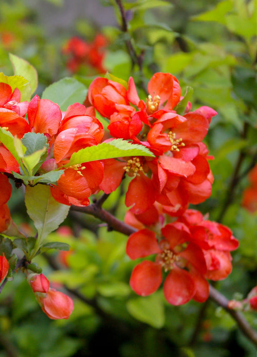Cognassier du Japon à fleurs (Chaenomeles japonica)