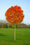 Image to render