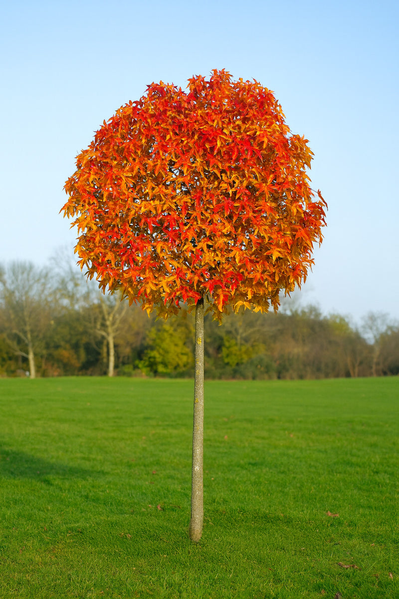 Liquidambar Gumball Pompoms