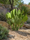 Image to render