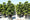 Image to render