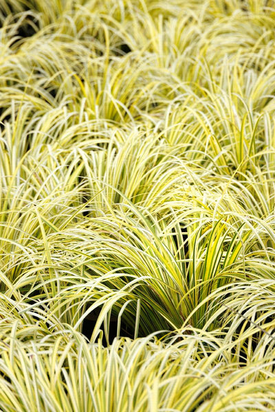 Graminée Acorus Ogon / Jonc japonais panaché 1 - Achat en ligne