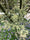 Image to render