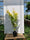 Acer Shirasawanum Jordan 4 - Achat en ligne