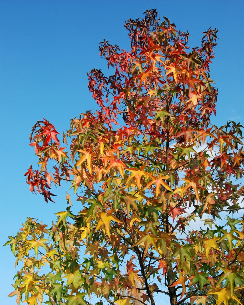 Liquidambar Slender Silhouette