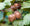 Image to render