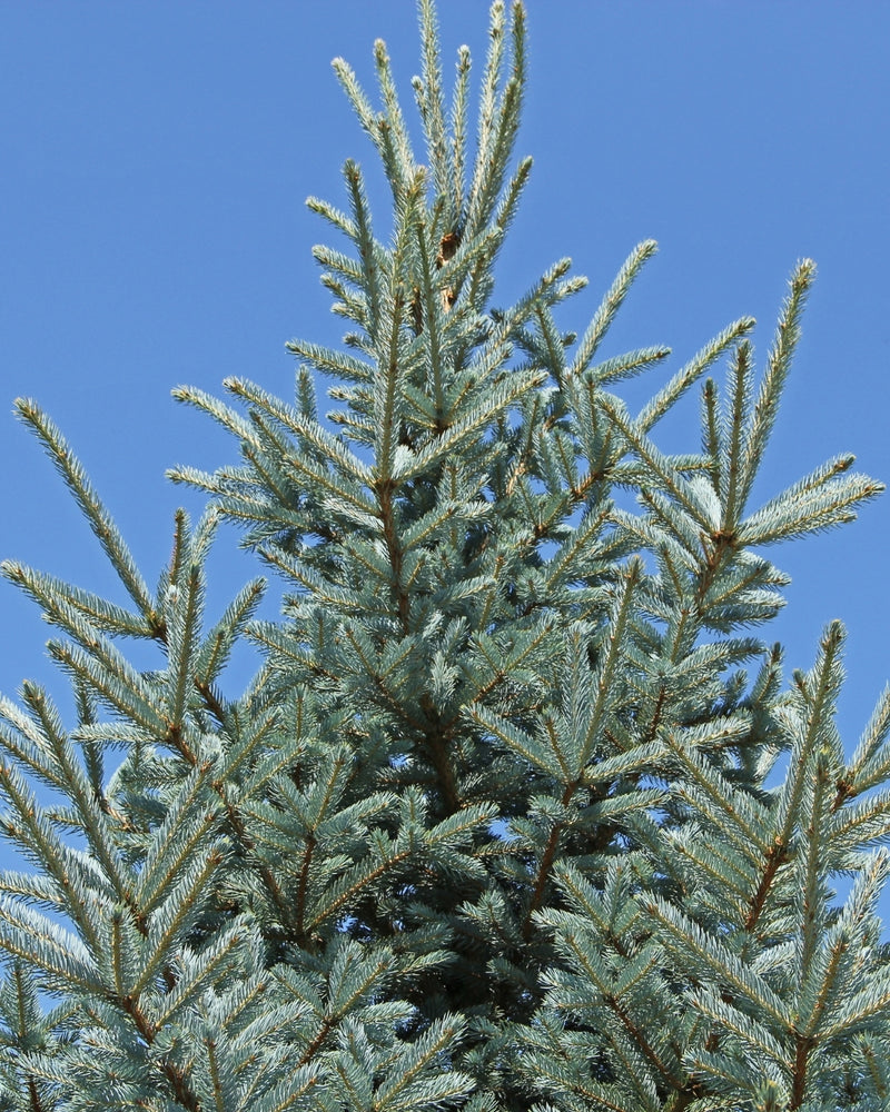 Sapin bleu