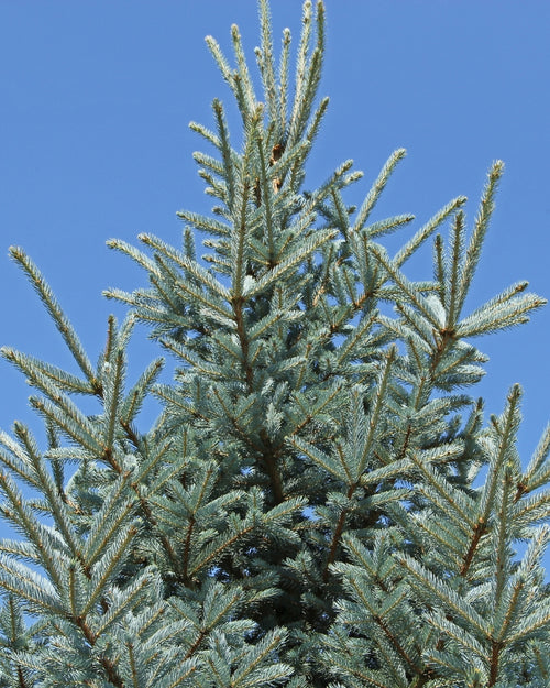 Sapin bleu