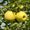 Image to render