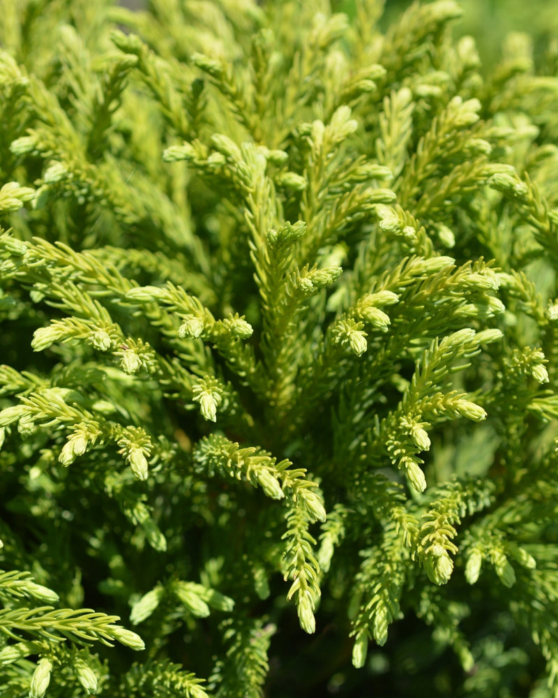 Cèdre du Japon en tige (Cryptomeria Japonica)