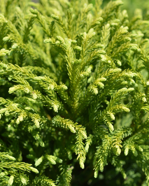 Cèdre du Japon en demi-tige (Cryptomeria japonica Globosa Nana)