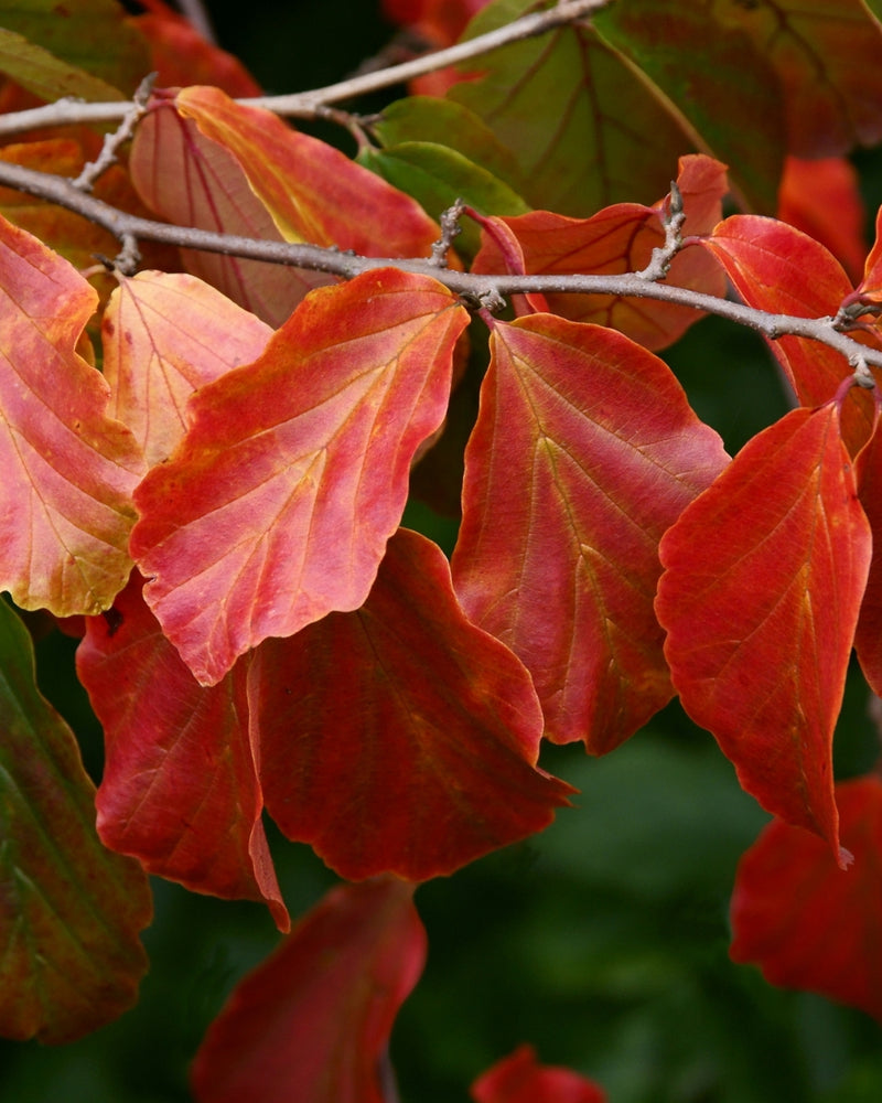 Arbre de fer (Parrotia Persica bella)