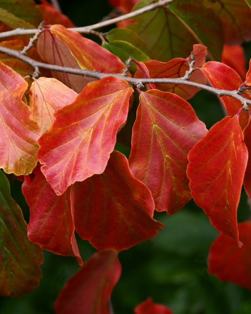 Arbre de fer (Parrotia Persica bella)