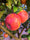 Image to render