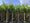 Mûrier Platane Stérile (Morus Platanifolia Fruitless) 5 - Achat en ligne