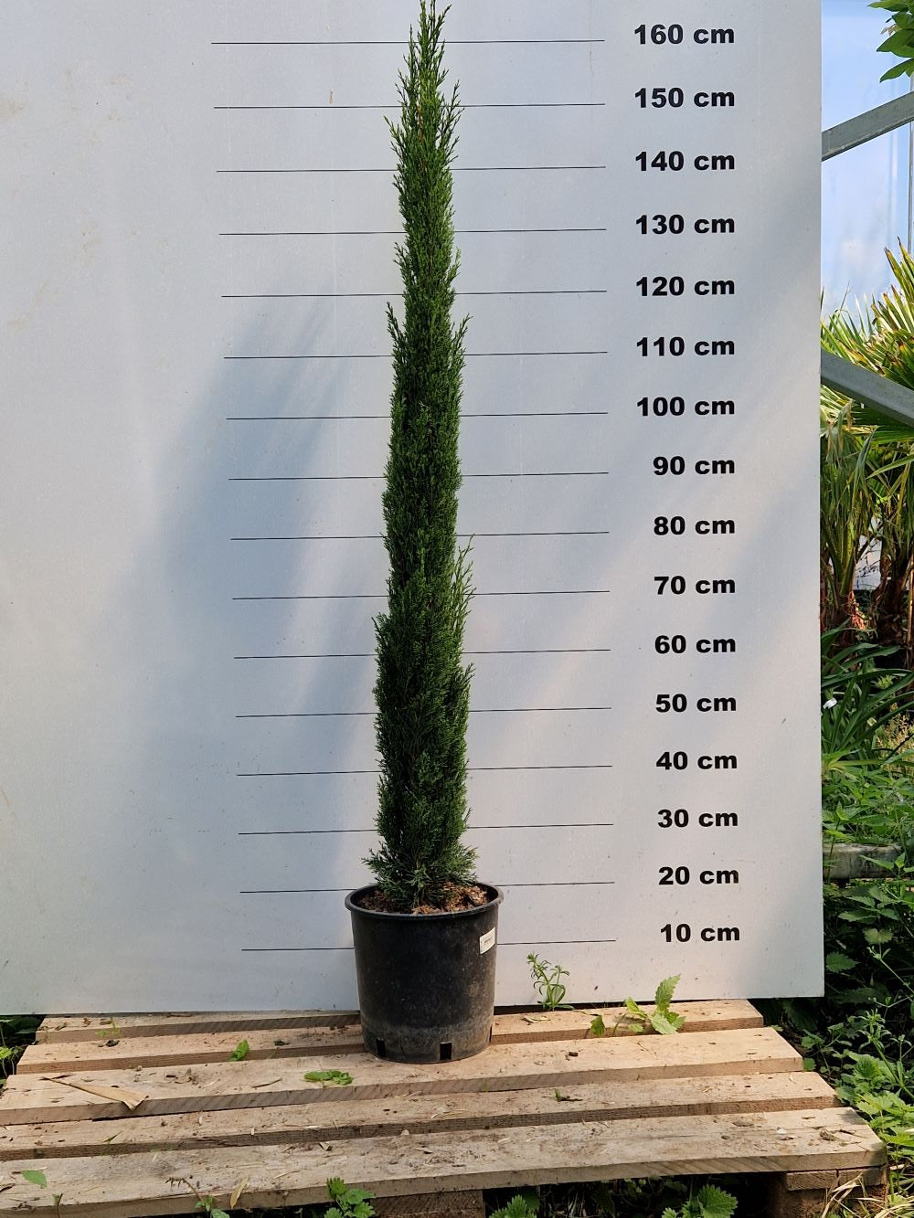 Cyprès de Provence (Commun) 4 - Achat en ligne