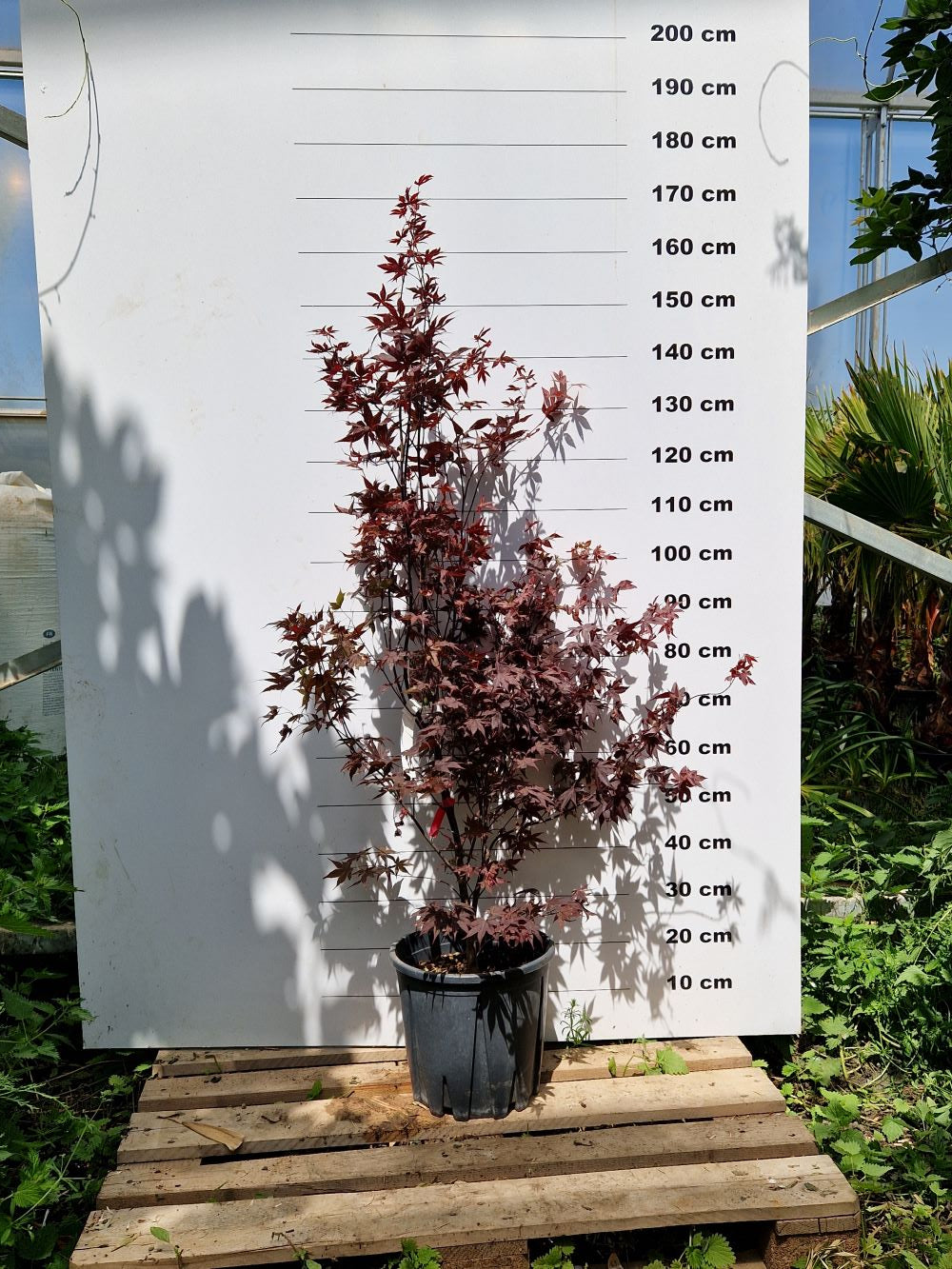 Acer Palmatum Bloodgood 4 - Achat en ligne