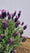 Lavande papillon (Lavandula Stoechas) 3 - Achat en ligne