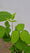 Image to render