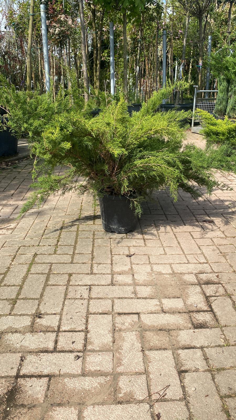 Genévrier Rampant (Juniperus horizontalis) 3 - Achat en ligne