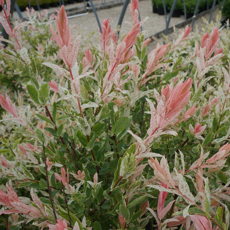 Saule Crevette en tronc torsadé
