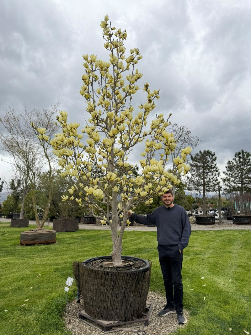 Magnolia Yellow River en touffe