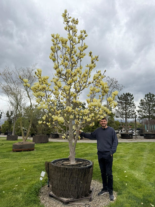 Magnolia Yellow River en touffe