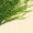 Lierre Commun Persistant (Hedera Helix) 2 - Achat en ligne