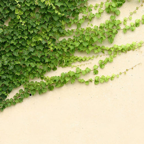 Lierre Commun Persistant (Hedera Helix) 1 - Achat en ligne