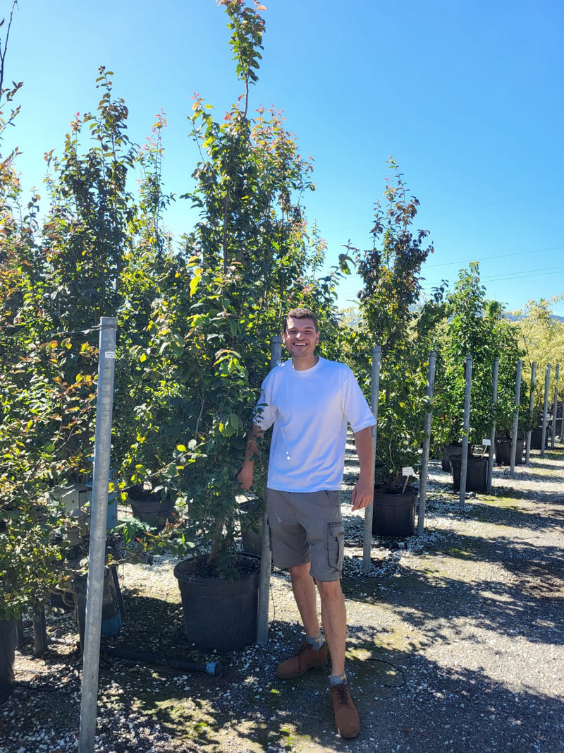 Arbre de fer (Parrotia Persica bella)