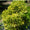 Fusain du Japon 'Aureus' (Euonymus Japonicus) 1 - Achat en ligne