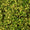 Fusain du Japon 'Aureus' (Euonymus Japonicus) 2 - Achat en ligne