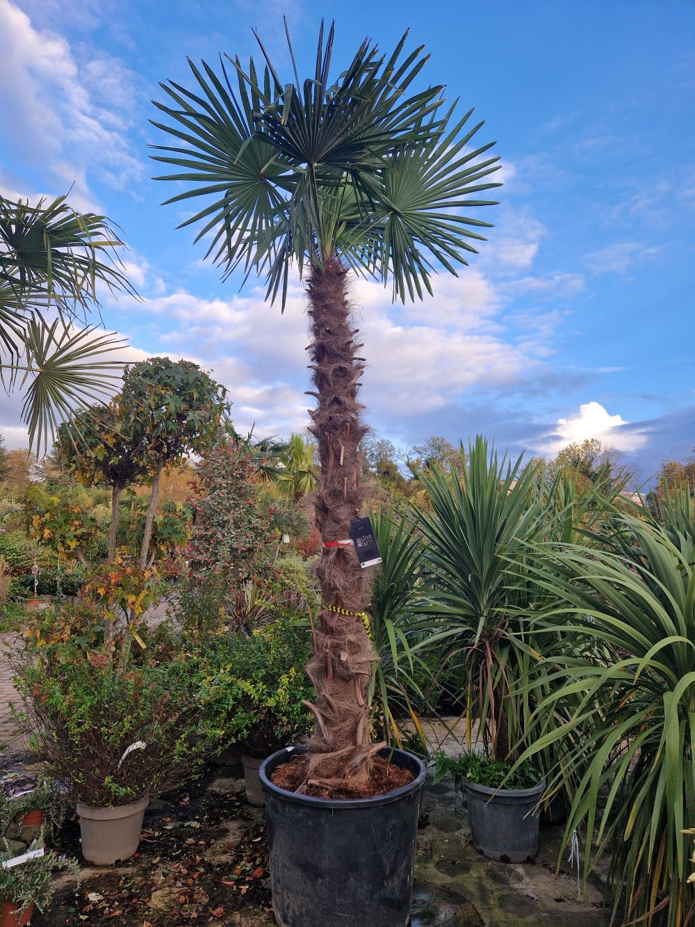 Palmier de Chine (Trachycarpus Fortunei) 8 - Achat en ligne