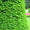 If Commun (Taxus Baccata) 3 - Achat en ligne