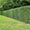 If Commun (Taxus Baccata) 2 - Achat en ligne