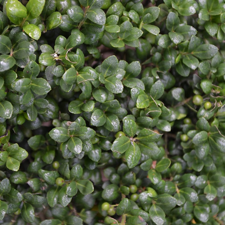 Houx Crénelé (Ilex Crenata) 1 - Achat en ligne
