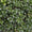 Houx Crénelé (Ilex Crenata) 1 - Achat en ligne