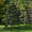 Houx Crénelé (Ilex Crenata) 3 - Achat en ligne