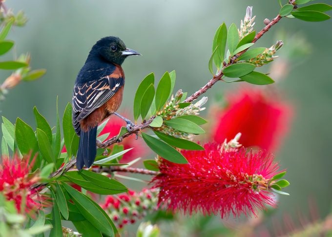 Plante rince-bouteille (Callistemon Laevis) 2 - Achat en ligne