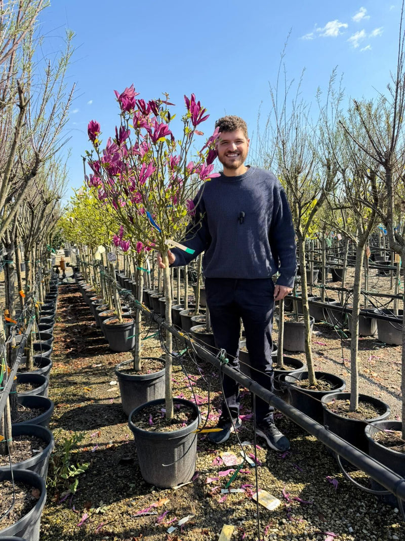 Magnolia Susan en Demi-tige