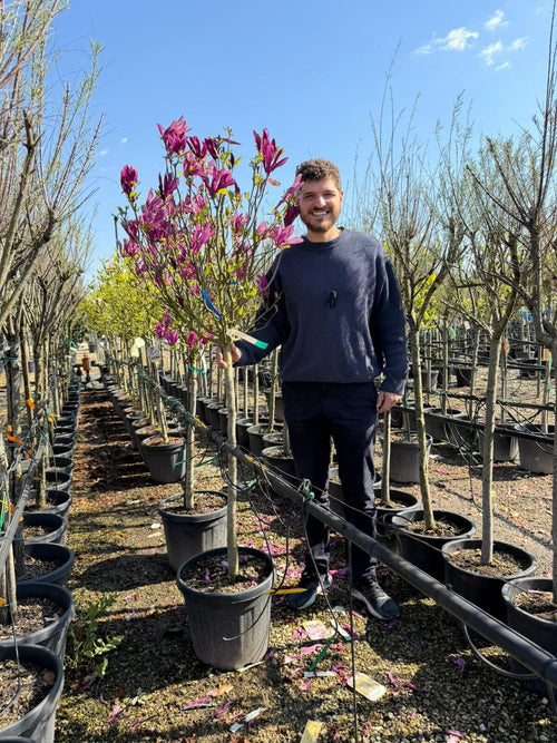 Magnolia Susan en Demi-tige
