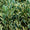 Fusain du Japon 'Bravo' (Euonymus Japonicus) 3 - Achat en ligne